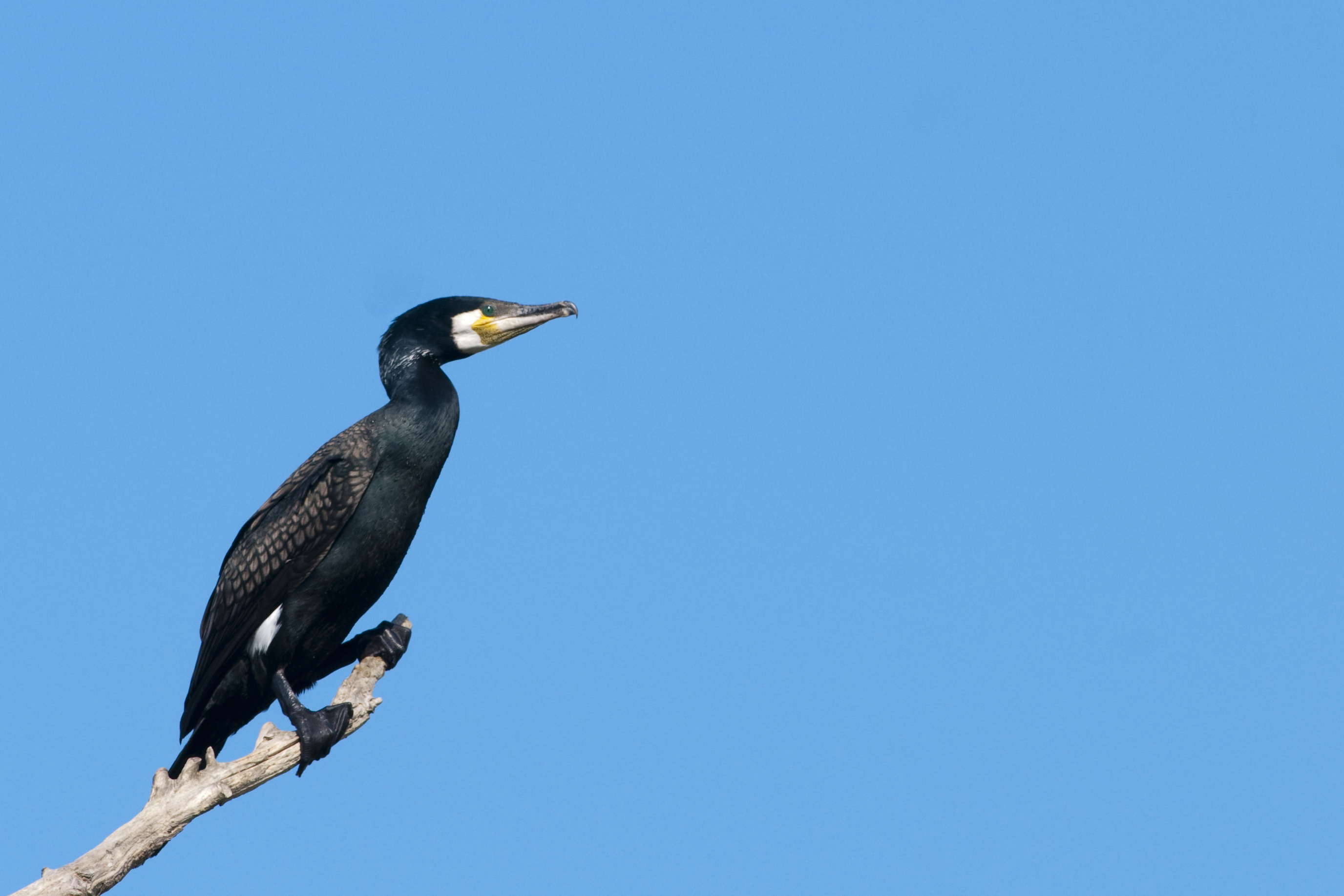 Jakob Lkk met Cormorant 2775